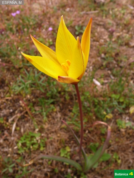 Tulipa sylvestris fdl.jpg
