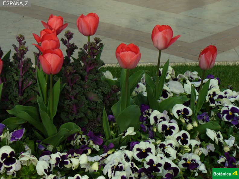 Tulipa sp.jpg