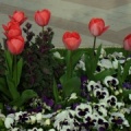 Tulipa sp., jardineria