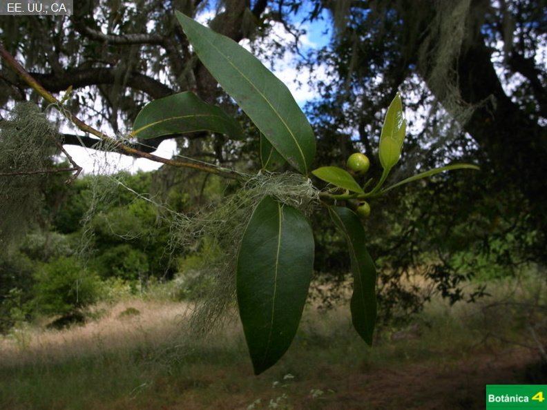 Umbellularia californica