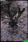 Vella pseudocytisus ssp. paui