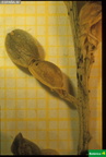 Vella pseudocytisus ssp. paui