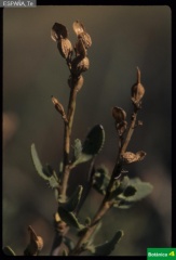 Vella pseudocytisus subsp. paui