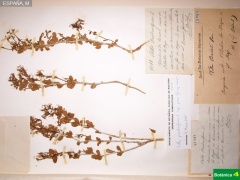 Vella pseudocytisus subsp. paui, pliegos