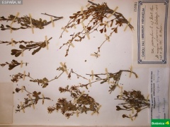 Vella pseudocytisus subsp. paui, pliegos