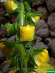 Verbascum craeticum