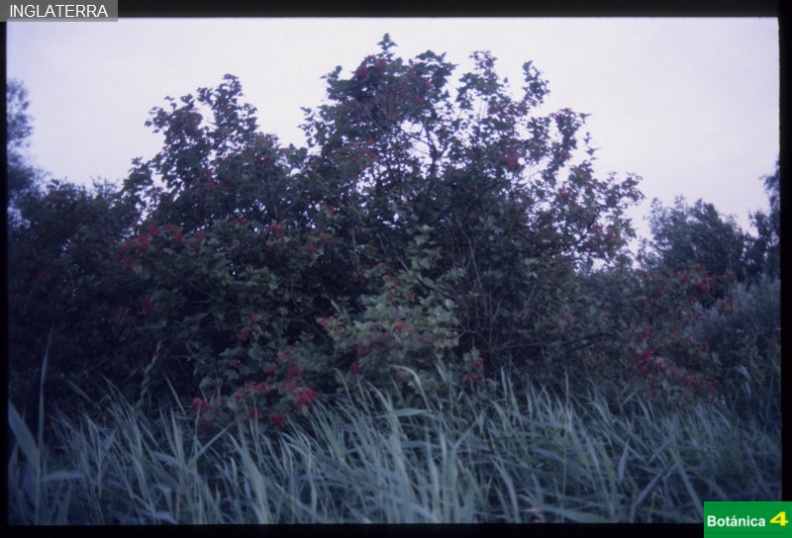 Viburnum opolus fdl.jpg