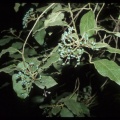 Viburnum tinus subsp. rigidum