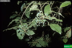 Viburnum tinus subsp. rigidum