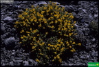 Vitaliana primuliflora