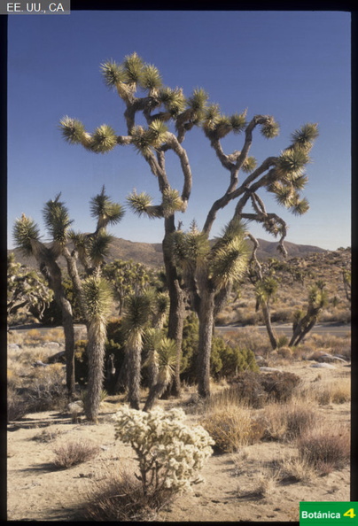 Yucca brevifolia fdl-1.jpg