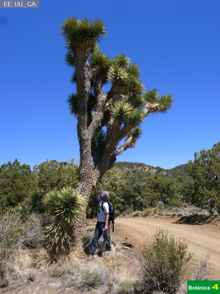Yucca brevifolia fdl-3.jpg
