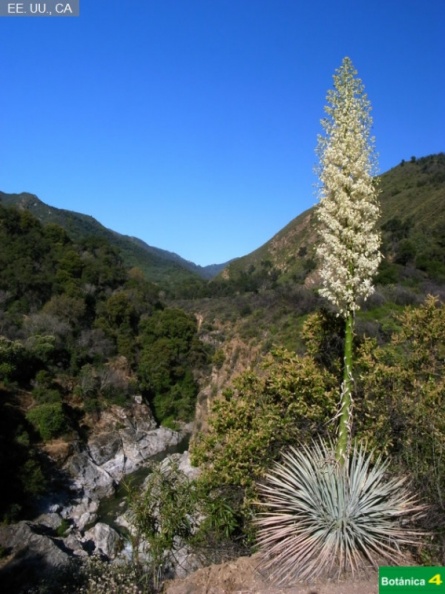 Yucca schidigera cf.jpg