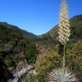 Yucca schidigera cf.