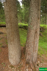 Abies alba (izda.), Picea abies (dcha