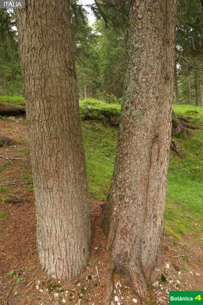 Abies alba (izda.), Picea abies (dcha.jpg