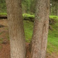 Abies alba (izda.), Picea abies (dcha