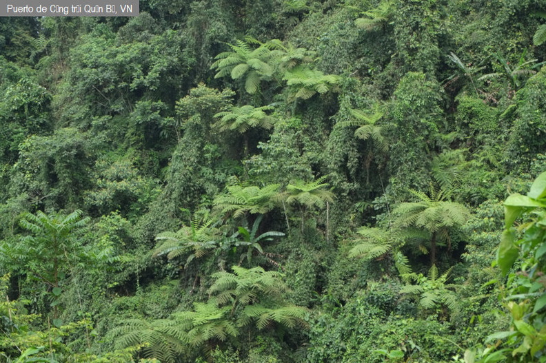 Bosque montano con helechos arborescentes fdl-1.jpg