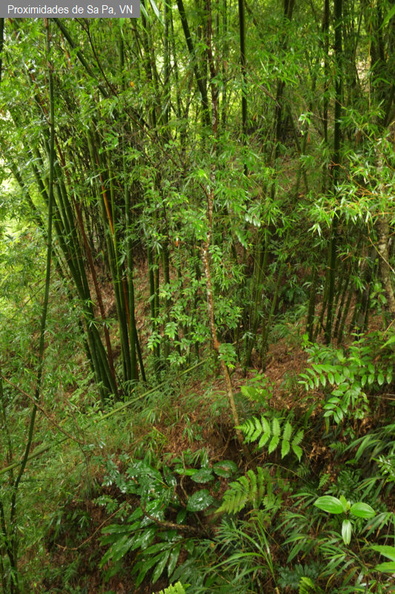 Bosque subtropical secundario de altura fdl.jpg