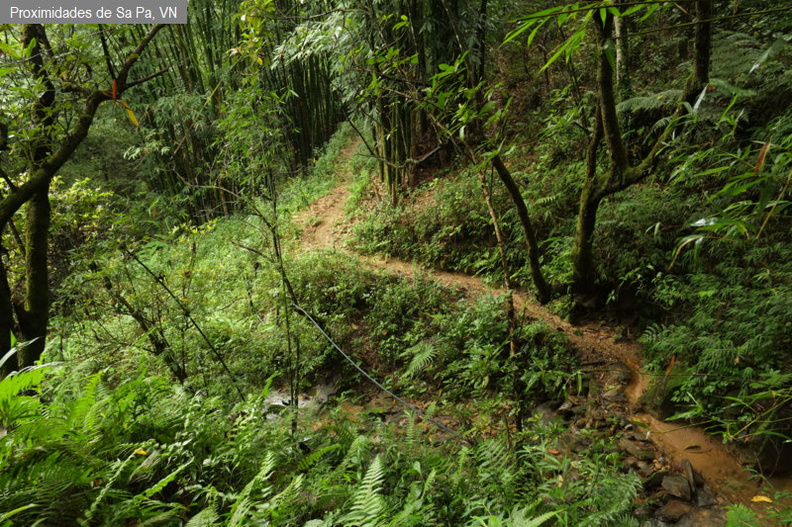 Bosque subtropical secundario de altura fdl-1.jpg