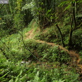Bosque subtropical secundario de altura
