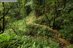 Bosque subtropical secundario de altura