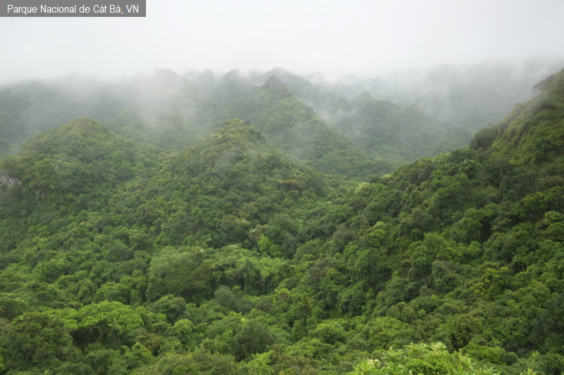 Bosque subtropical sobre calizas fdl.jpg