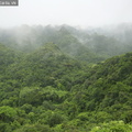 Bosque subtropical sobre calizas