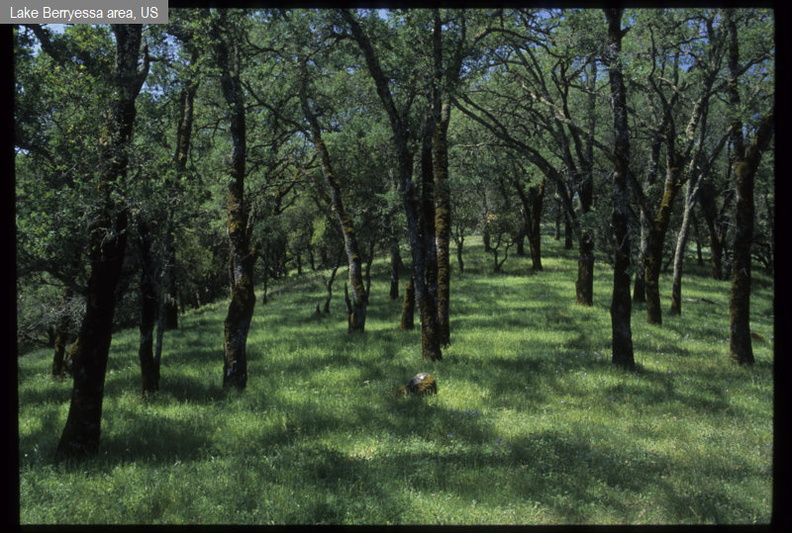 Foothill woodland with annual grasses fdl.jpg