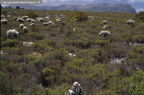 Fynbos sobre areniscas costeras