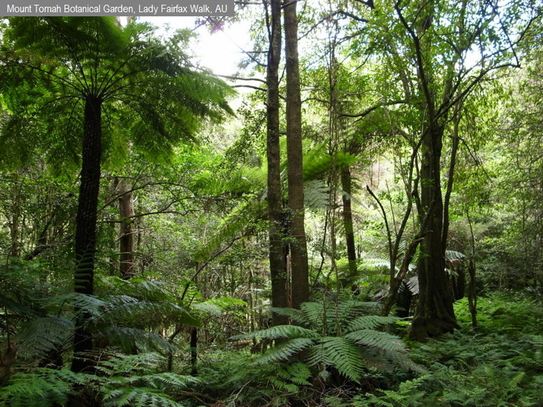 Sotobosque del bosque h__medo (rainforest) tasmano fdl.jpg