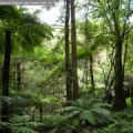 Sotobosque del bosque h__medo (rainforest) tasmano