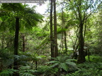 Sotobosque del bosque h__medo (rainforest) tasmano