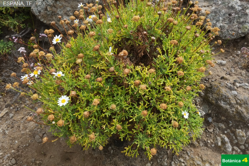 Argyranthemum frutescens fdl