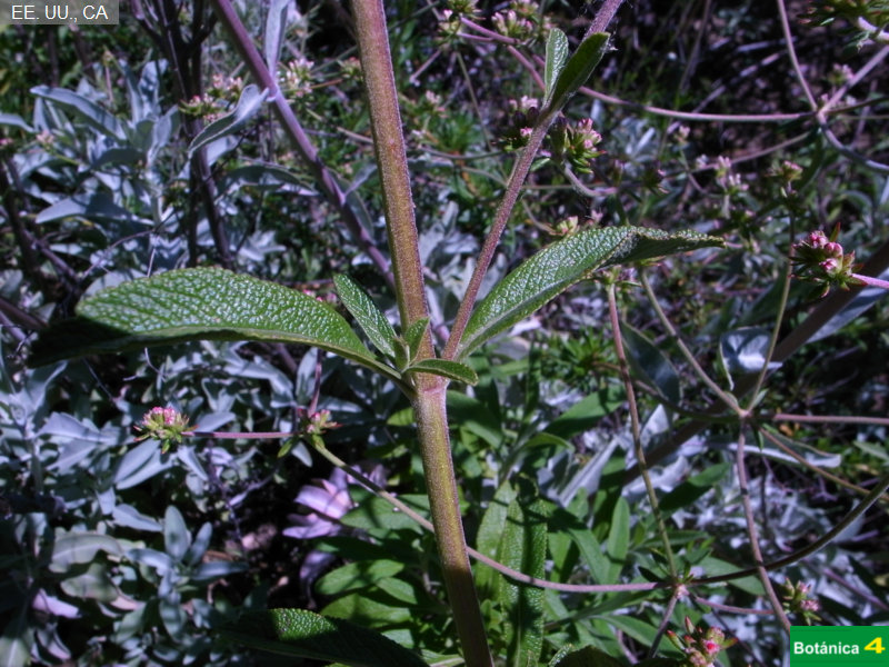 Salvia mellifera