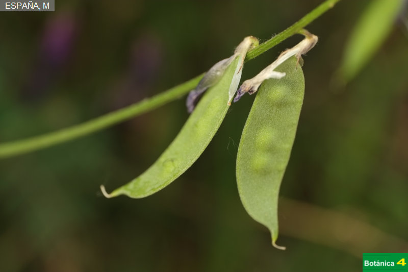 Vicia pseudocracca