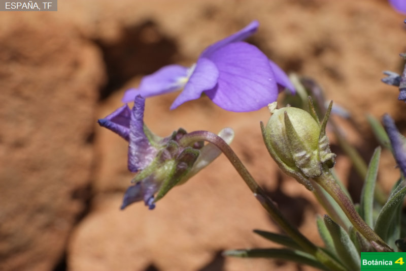 Viola cheiranthifolia fdl-5