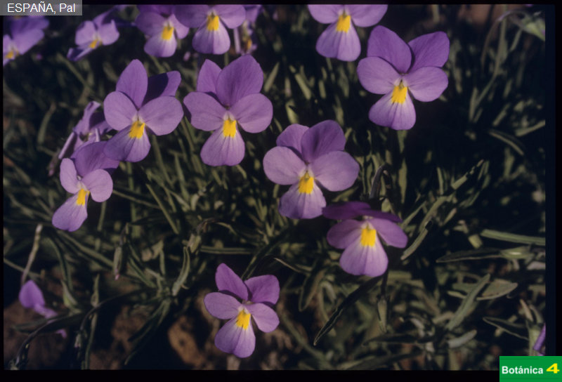 Viola palmensis